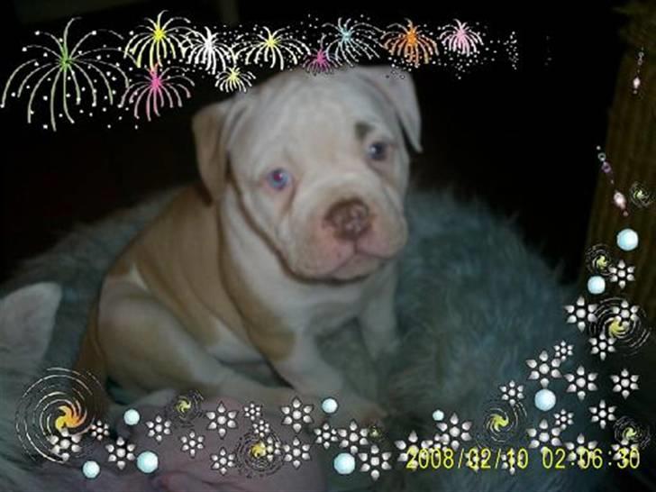 Amerikansk bulldog Freak billede 5