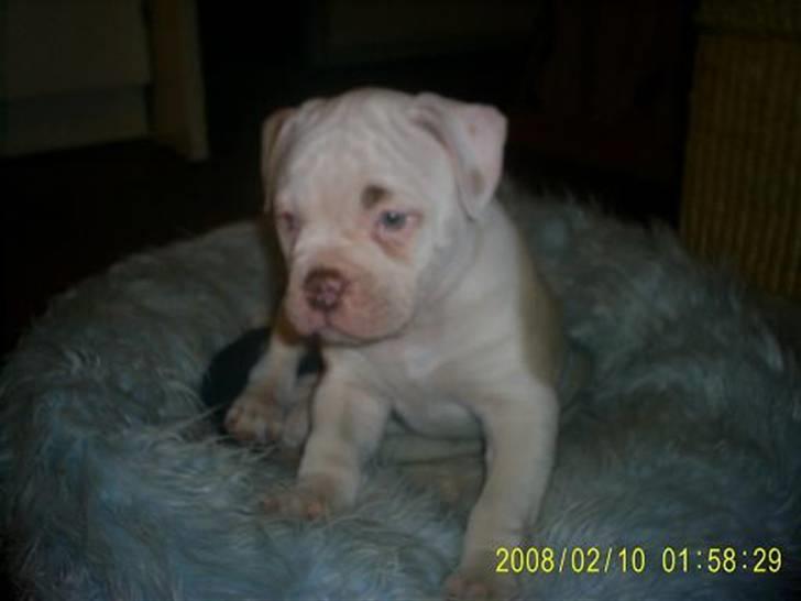 Amerikansk bulldog Freak - han er bare så skøn  billede 6
