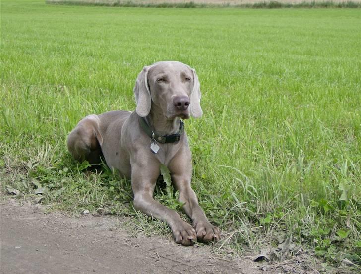 Weimaraner Freja (Bellona) billede 1