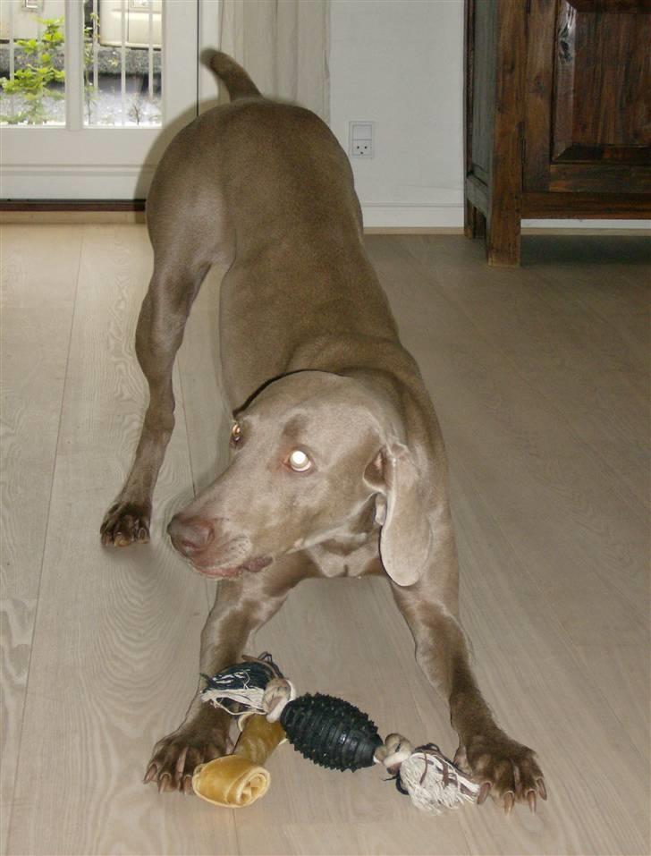 Weimaraner Freja (Bellona) billede 2
