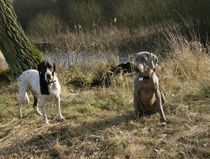 Weimaraner Freja (Bellona) - Trine & Freja i mosen billede 3
