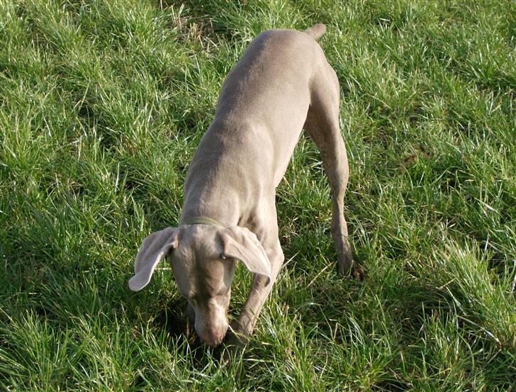 Weimaraner Freja (Bellona) - Gravhund? billede 4