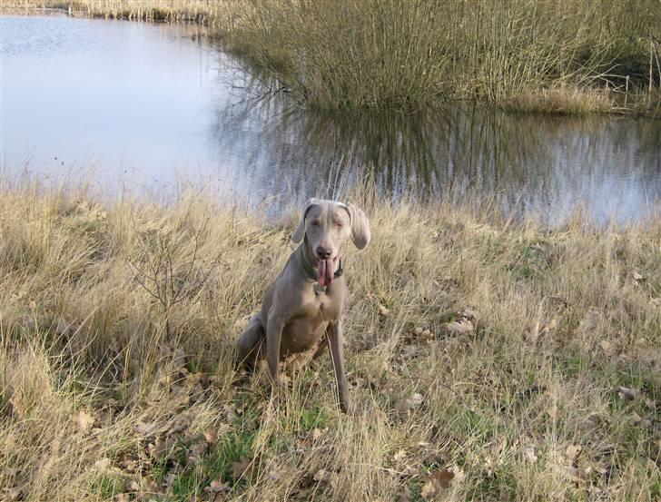 Weimaraner Freja (Bellona) billede 5