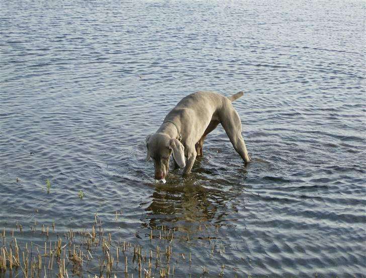 Weimaraner Freja (Bellona) - Der er vist en pind på bunden... jeg dykker lige ned efter den billede 6
