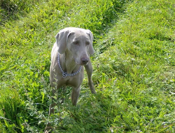 Weimaraner Freja (Bellona) billede 7