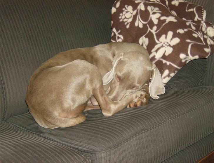 Weimaraner Freja (Bellona) - Hey, så mange er klokken altså ikke endnu, lad mig nu sove. billede 8