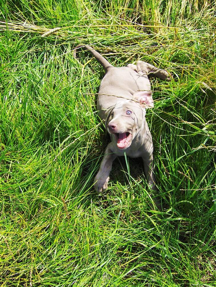 Blanding af racer Millie R.I.P. 16/9/2012 - viiiildt varmt billede 12