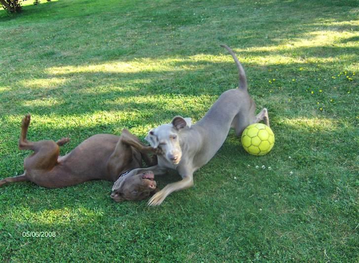 Blanding af racer Millie R.I.P. 16/9/2012 - Millie og hendes søster første gang vi var på besøg, siden de blev skilt som 8 uger. billede 13