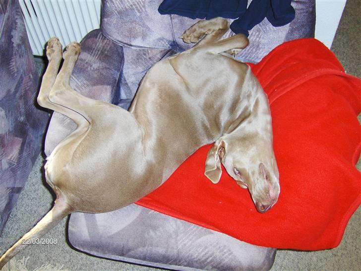 Blanding af racer Millie R.I.P. 16/9/2012 - millie i stolen med hendes tæppe. billede 14