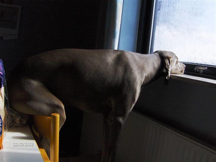 Blanding af racer Millie R.I.P. 16/9/2012 - Millie har været ude at lege og er så træt, men skal kigge ud af vinduet. billede 15