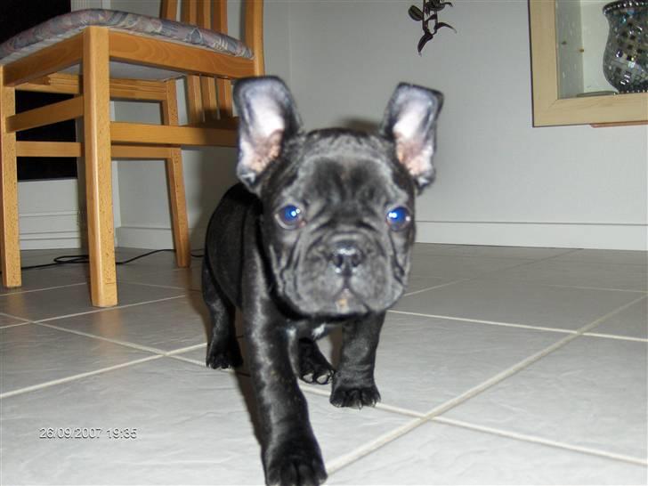 Fransk bulldog figo - figo lige kankommet til sit nye hjem billede 1