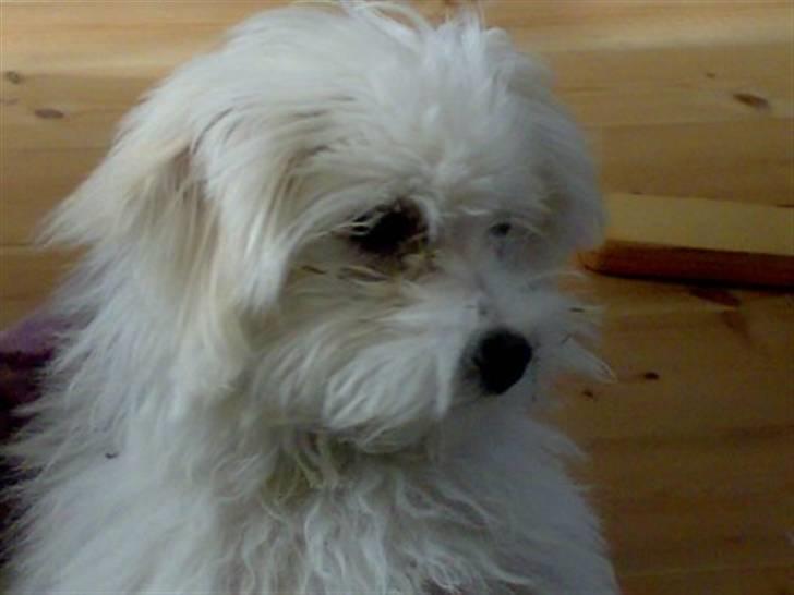 Malteser Gizmo billede 1