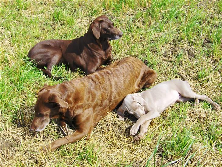 Blanding af racer Millie R.I.P. 16/9/2012 - Alle tre slapper af i sommervarmen, familie hygge. billede 16