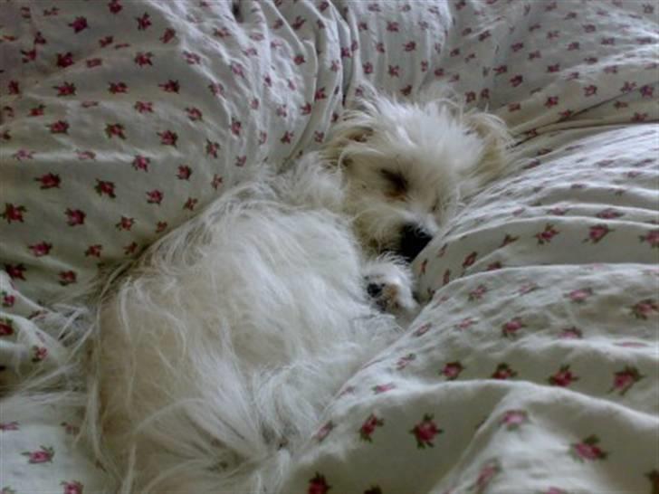 Malteser Gizmo billede 2