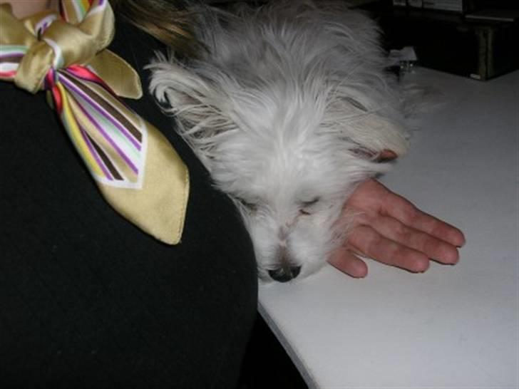 Malteser Gizmo billede 3