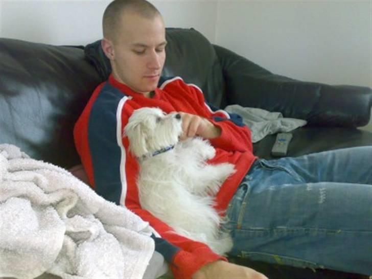 Malteser Gizmo billede 4