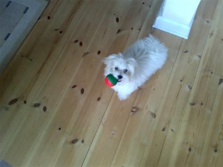 Malteser Gizmo billede 5