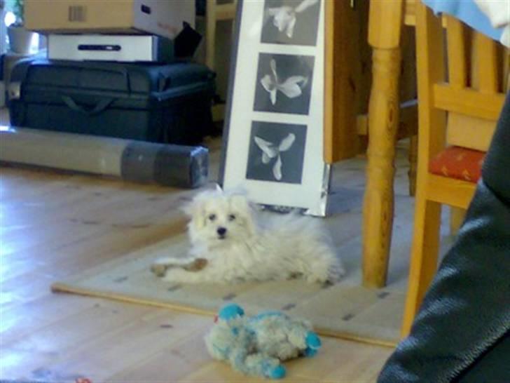 Malteser Gizmo billede 6