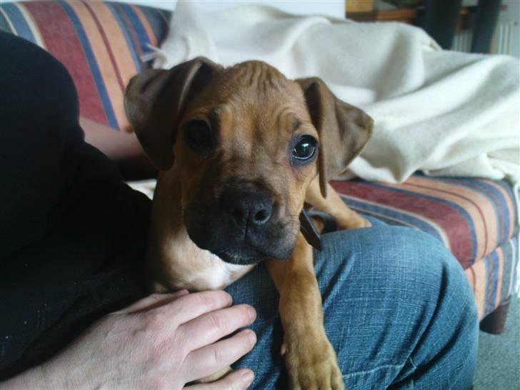 Blanding af racer Tyson billede 1