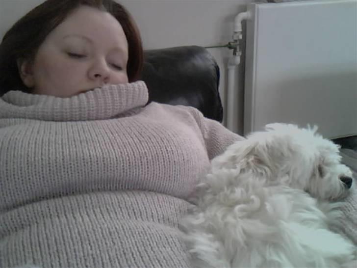 Malteser Gizmo billede 7