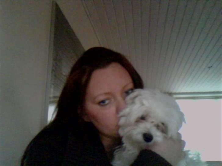 Malteser Gizmo billede 8