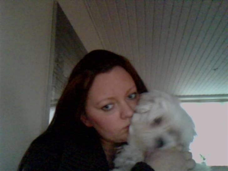 Malteser Gizmo billede 9