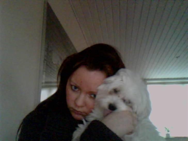 Malteser Gizmo billede 10