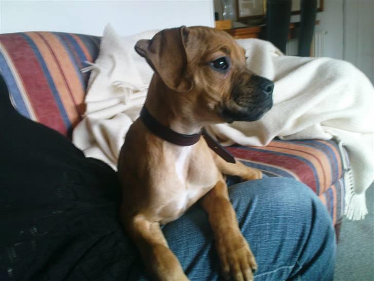 Blanding af racer Tyson billede 2