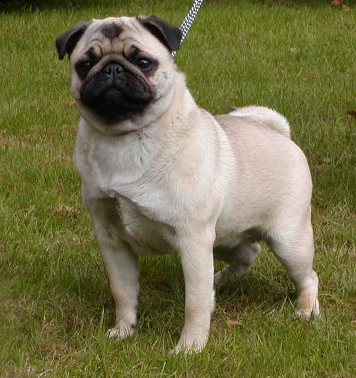 Mops olga - Det er så mig der hedder "Olga" billede 1