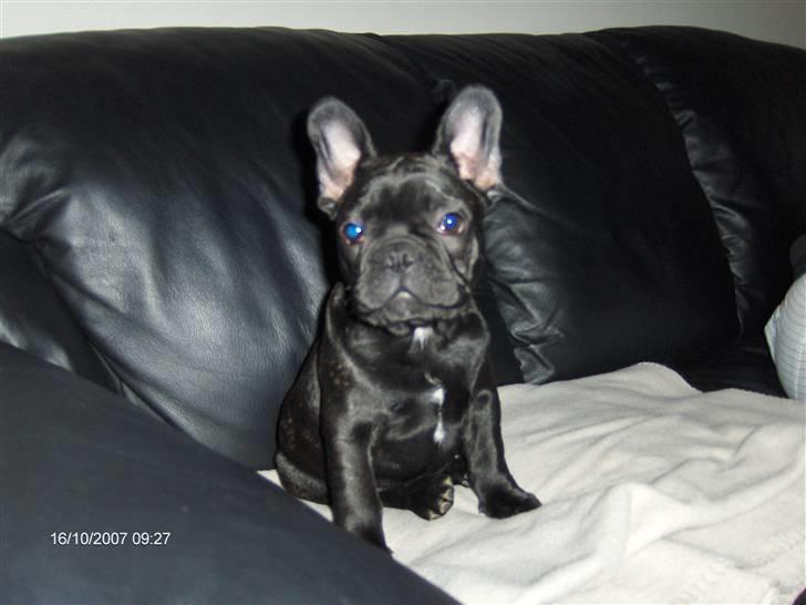 Fransk bulldog figo - hey tag så det billed mens jeg smiler billede 2