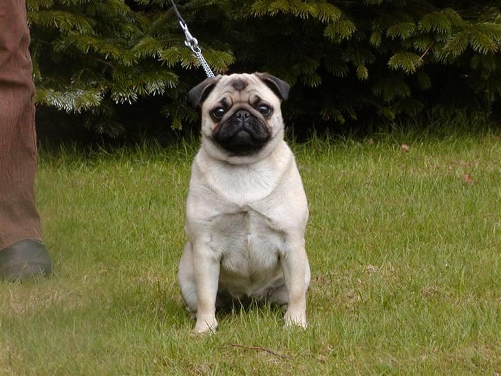 Mops olga - Se hvor flot jeg kan sidde billede 2