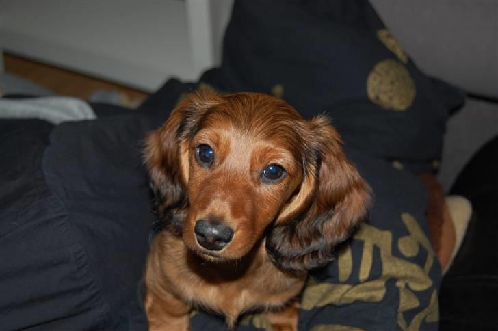 Gravhund nico billede 1