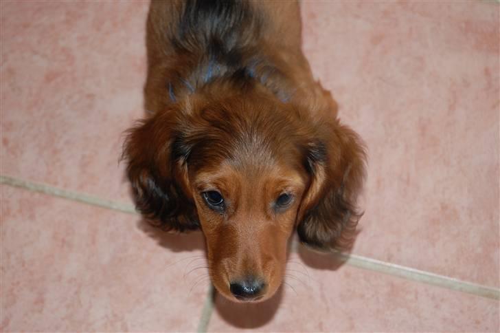 Gravhund nico billede 2