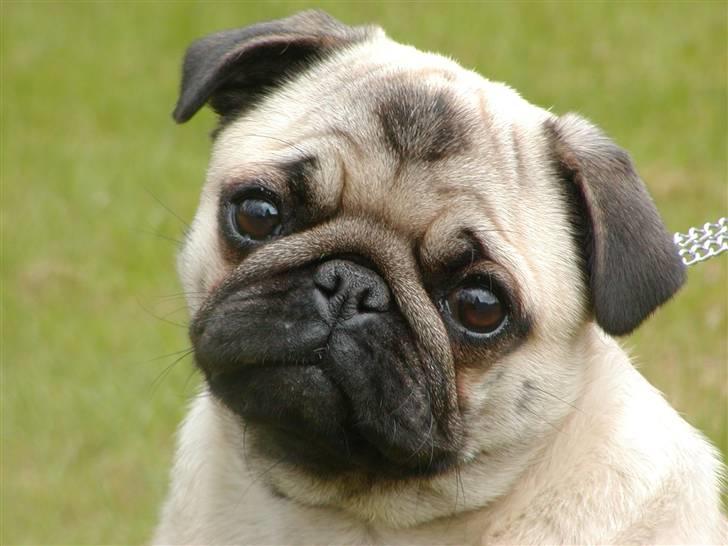 Mops olga - Synes du ikke jeg er sød? billede 3