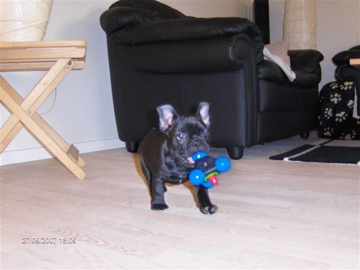 Fransk bulldog figo - det godt nok en sjov sutt, ha ha billede 3