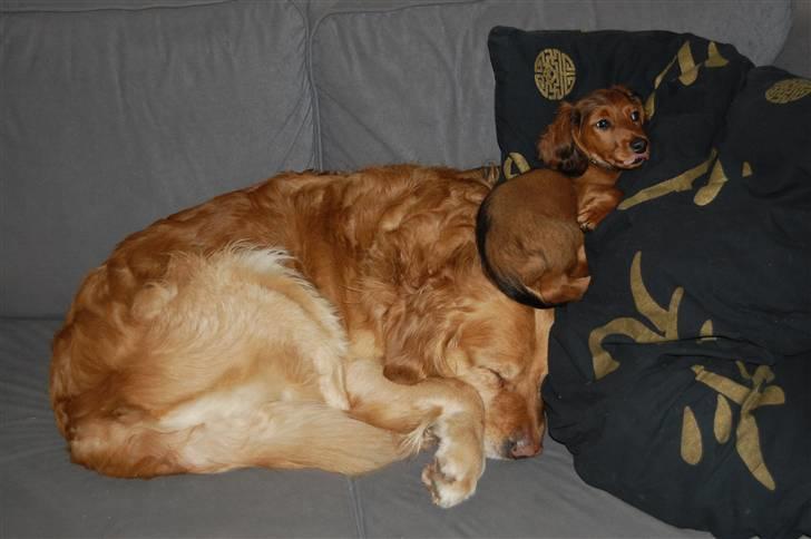 Gravhund nico billede 3