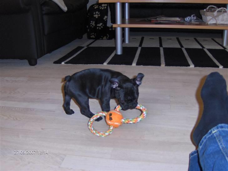 Fransk bulldog figo - det her må lige undersøges billede 4