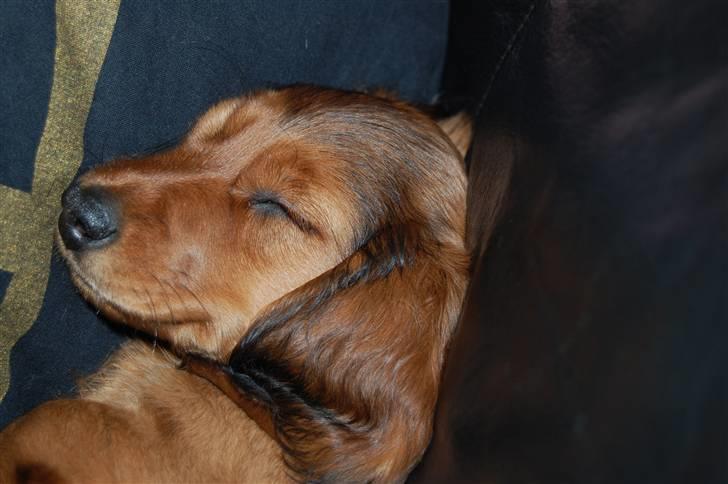 Gravhund nico billede 4