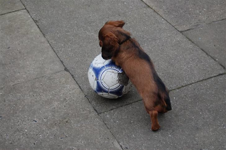 Gravhund nico billede 5