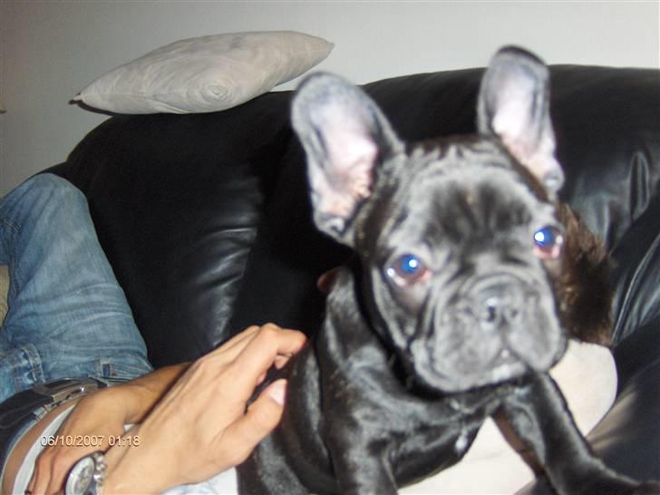 Fransk bulldog figo - halløj der billede 5
