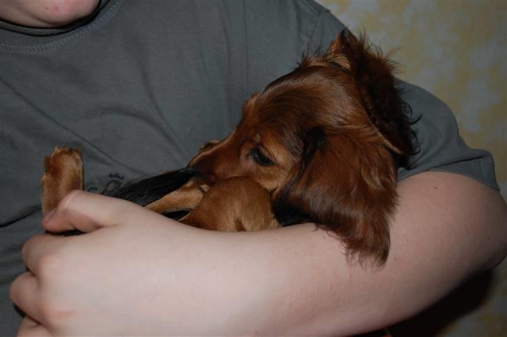 Gravhund nico billede 6