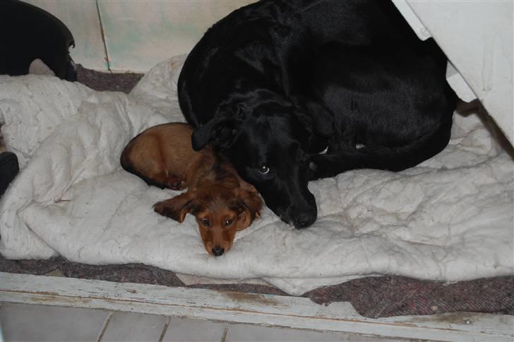 Gravhund nico billede 7