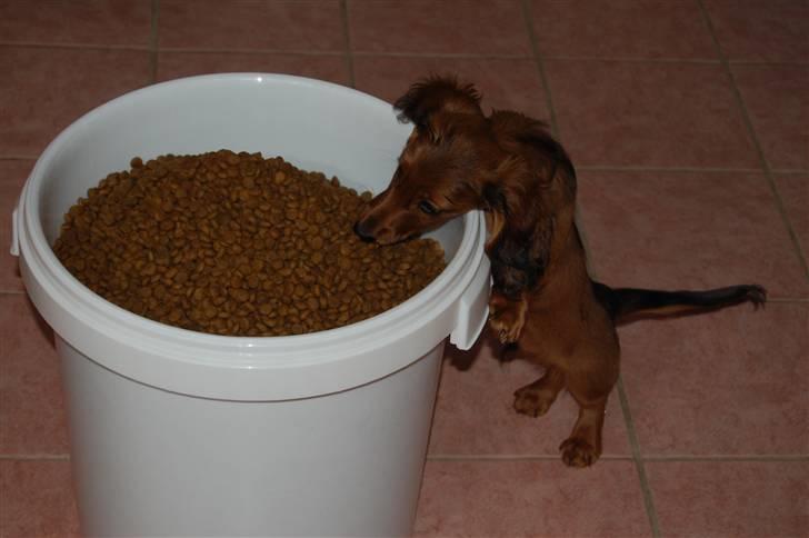 Gravhund nico billede 8