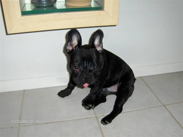 Fransk bulldog figo - gider ik flere billeder billede 6