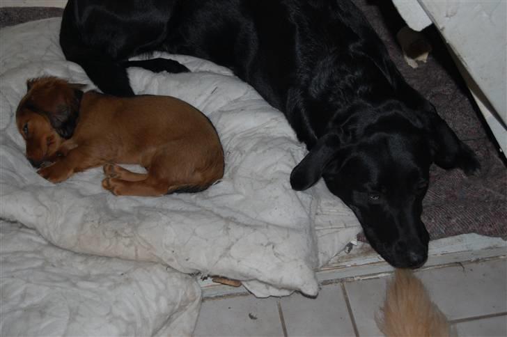 Gravhund nico billede 9