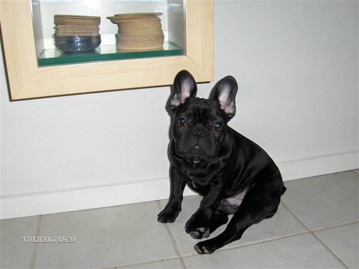Fransk bulldog figo - sidder jeg pænt ?? billede 7