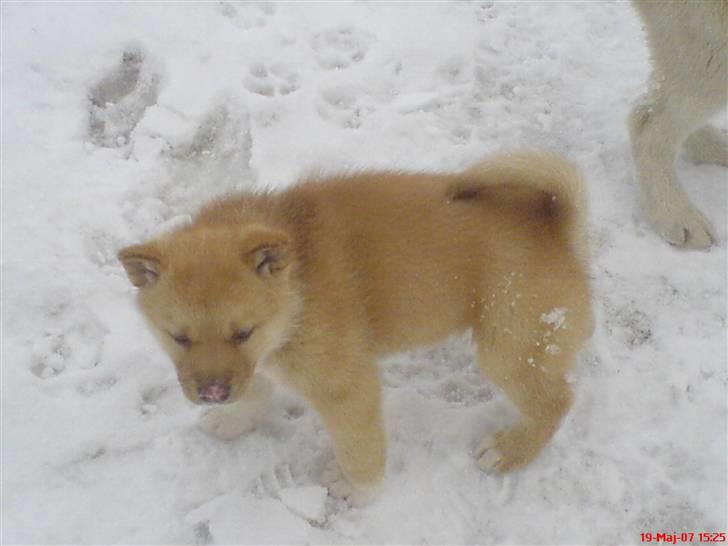Grønlandshund gajo billede 8