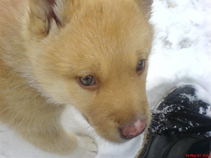 Grønlandshund gajo billede 9