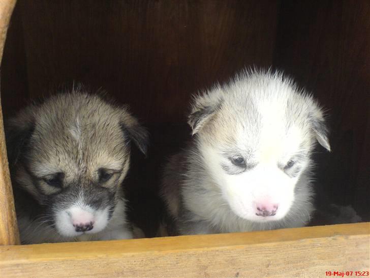 Grønlandshund simba - mig da jeg var lille øøøø det er mig til venstre billede 11