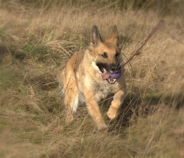 Blanding af racer Berta billede 1